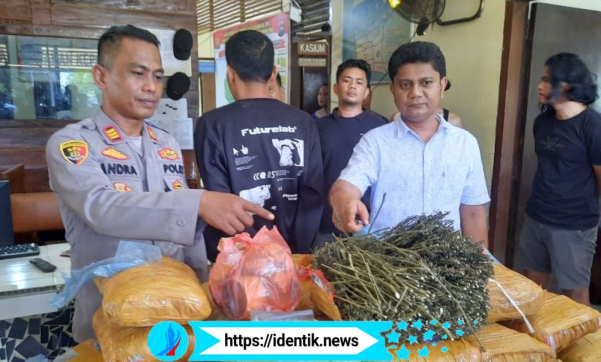 Polisi Amankan 36 kilogram ganja yang ditemukan di pustaka SD