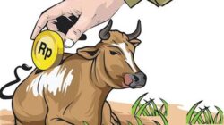 Ilustrasi Sapi Ternak (sumber foto: Radar Kudus)