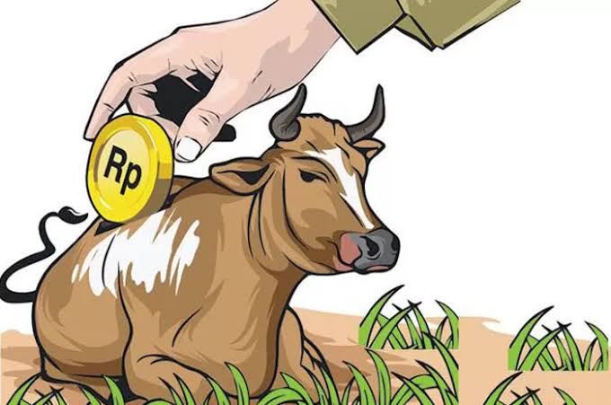 Ilustrasi Sapi Ternak (sumber foto: Radar Kudus)